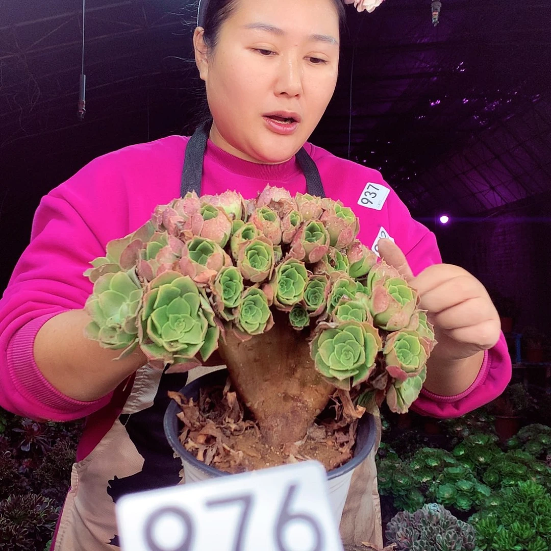 柒柒精品多肉脱土发货不包断侧枝976