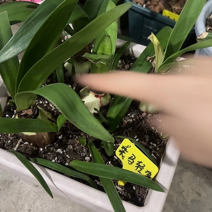 裘马轻狂4坨裸球发货