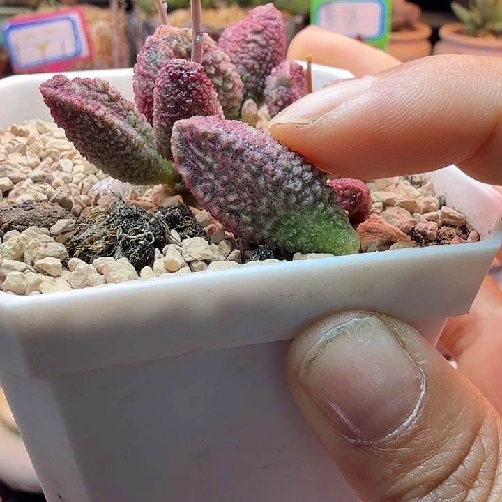 无*水蜜桃和草莓都很好吃的