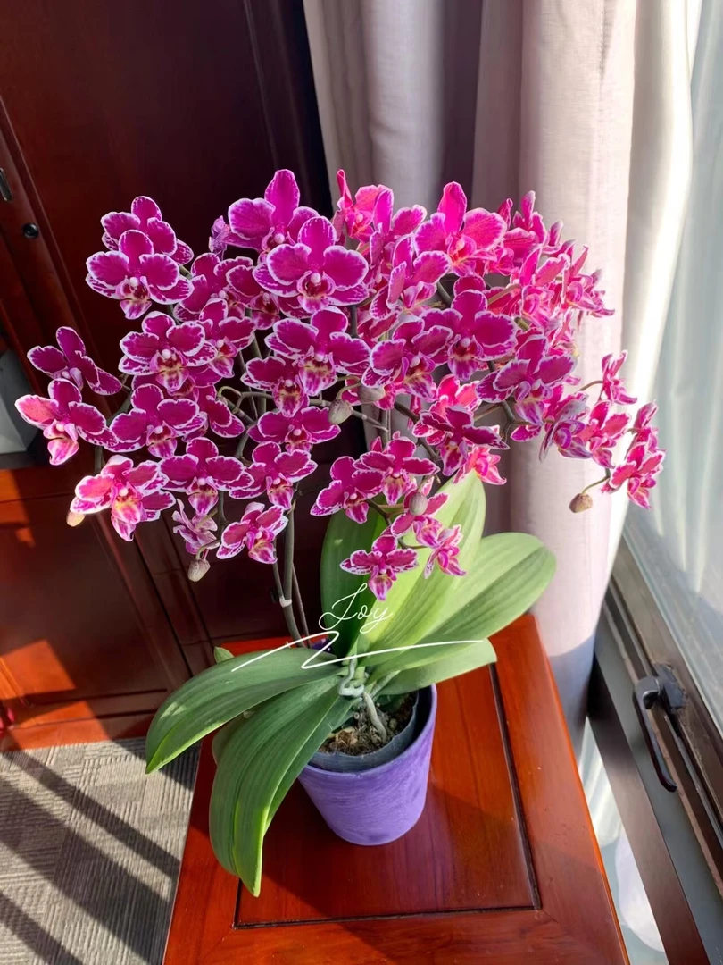 【倾国倾城2花键蝴蝶兰】蝴蝶兰开花巨好看