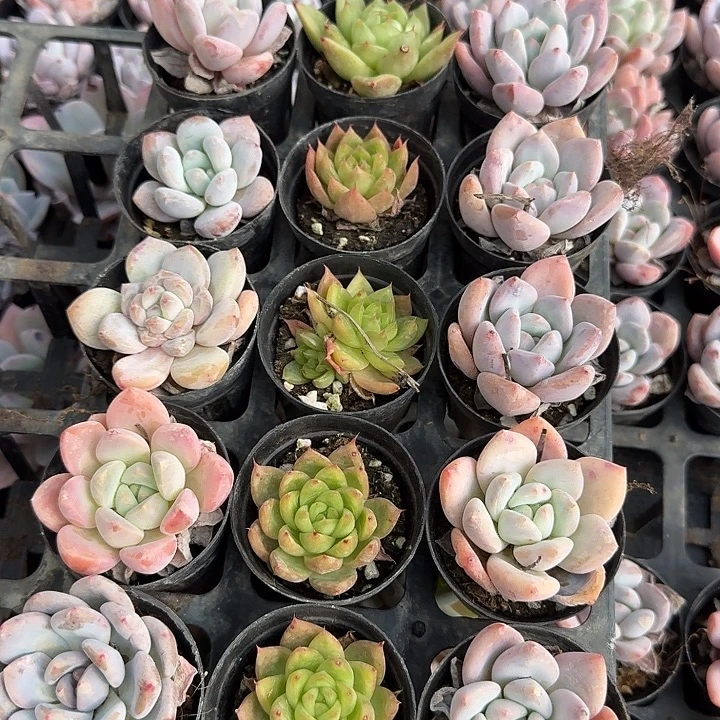 红尖美人绿珍妮各五颗，其他美人混合五颗量拍26-36左九宫十五颗