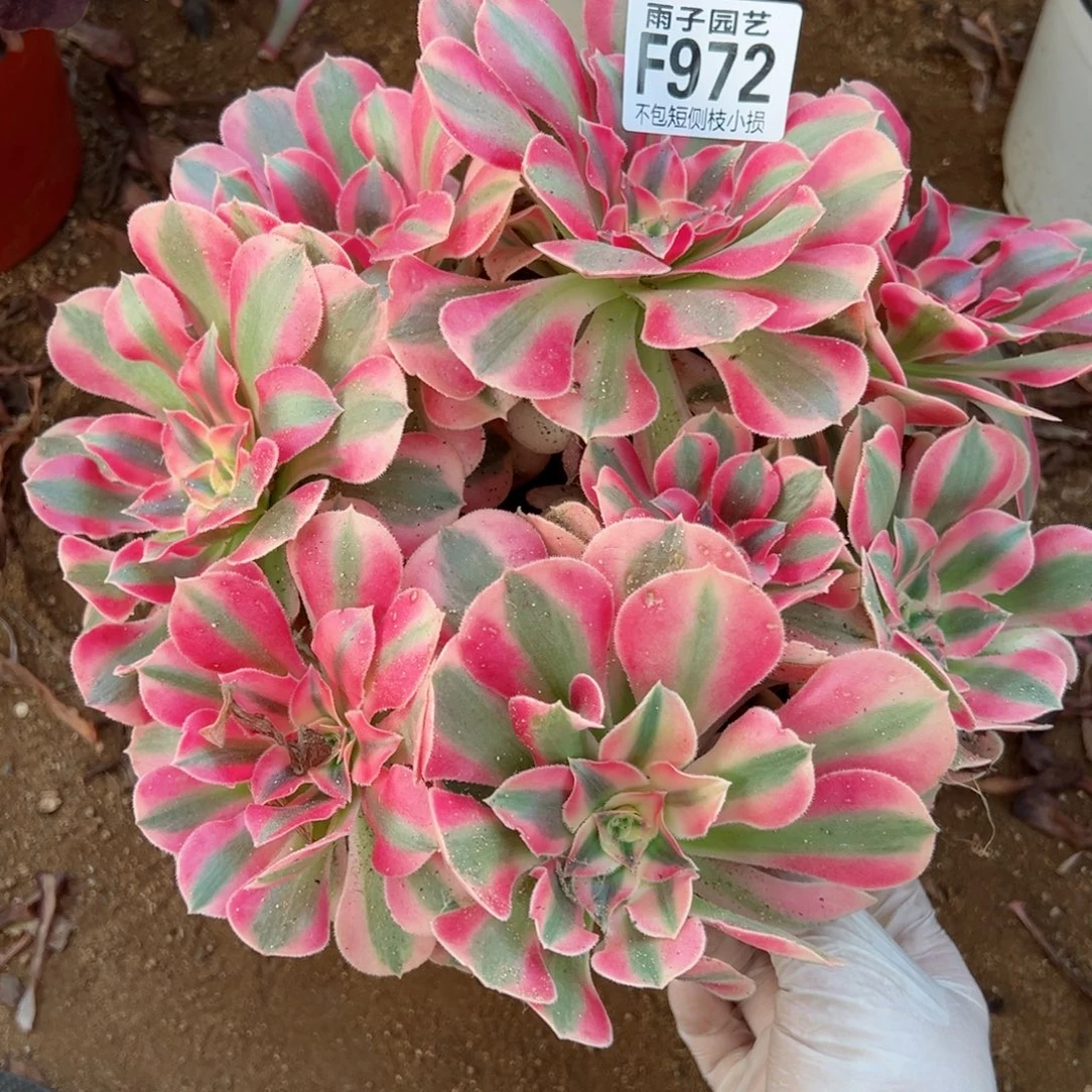 972粉女巫尺寸18左右