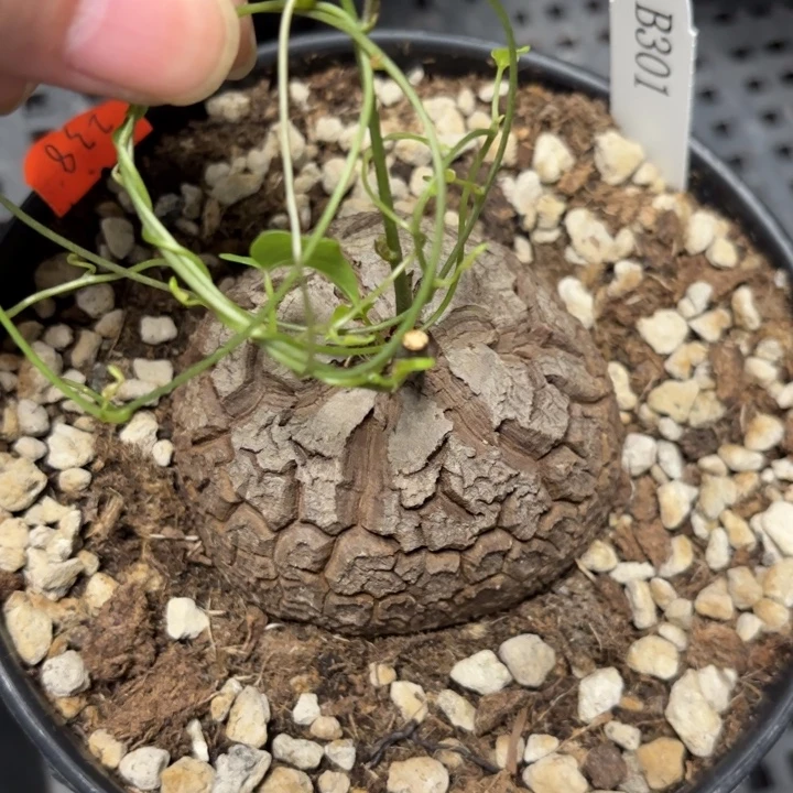 301号龟甲龙带盆包邮不退不换