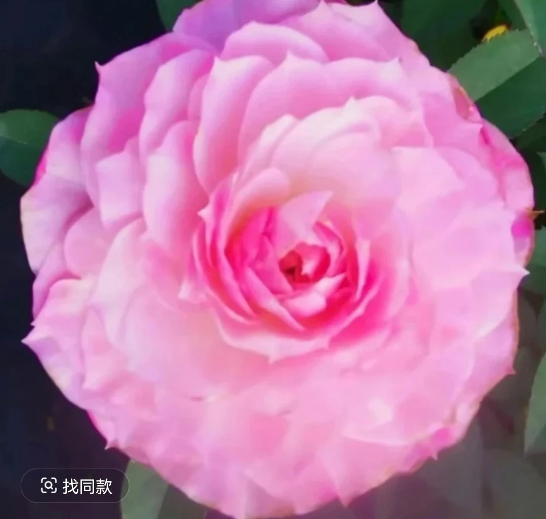 （桃花扇）月季盆栽地载室内室外都可以养，云南基地直发