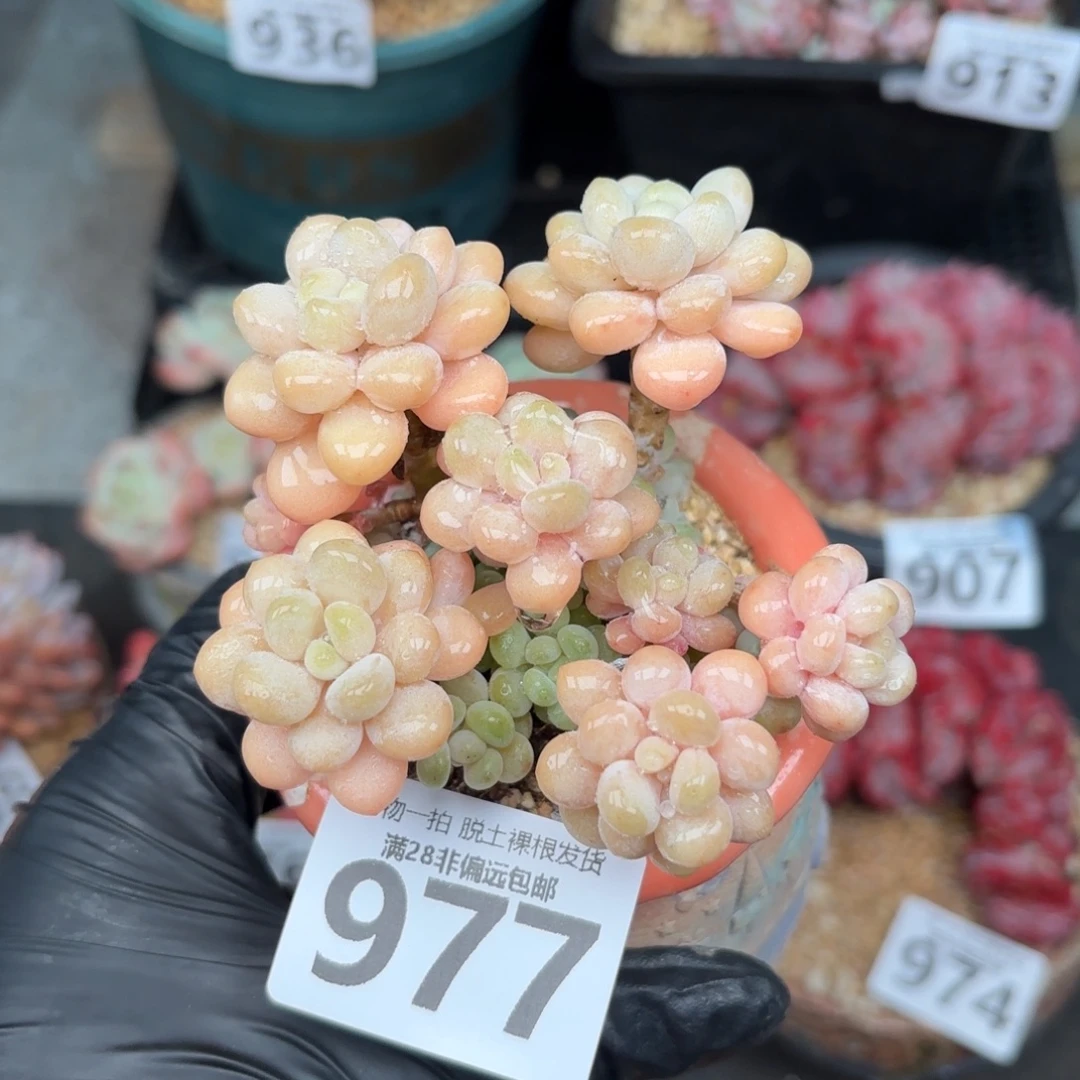 洛可可无盆土发货