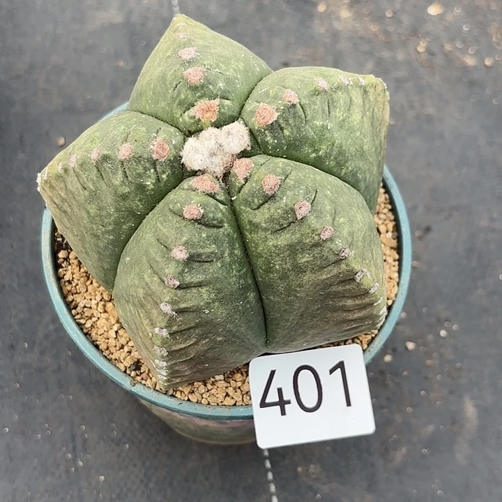 401。  脱土安排发货