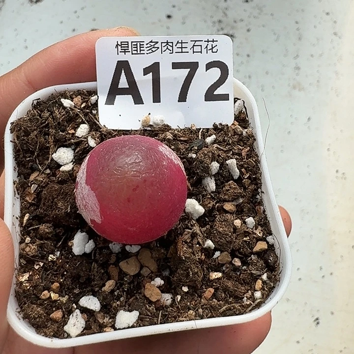 172多肉植物多肉植物