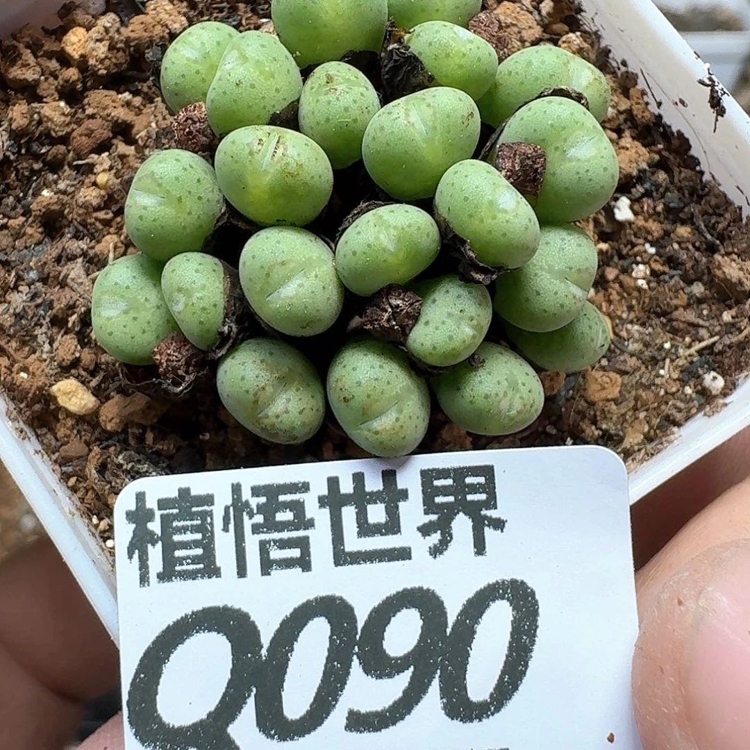 多肉植物的人生从v