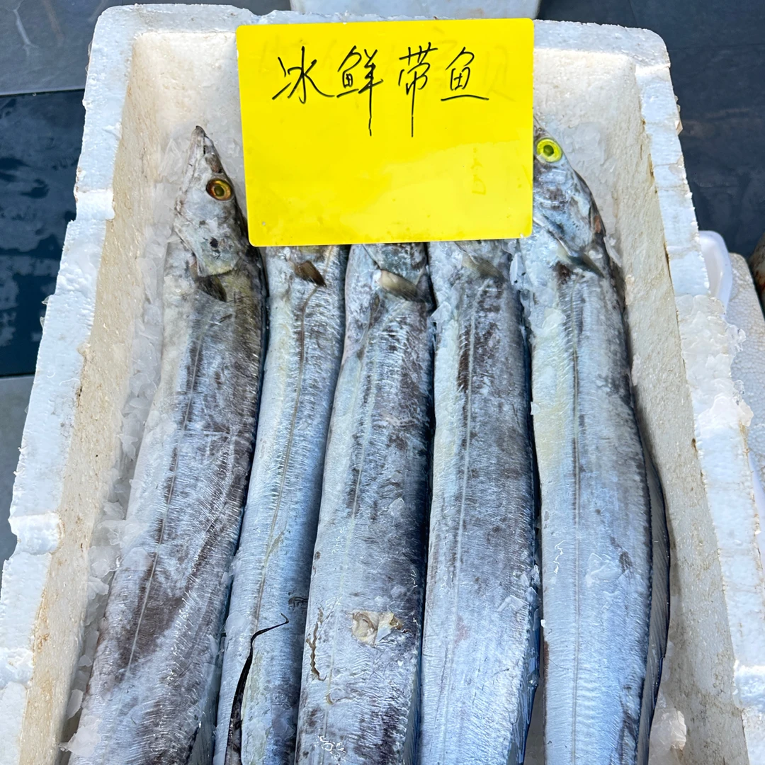 冰鲜带鱼一条（1.3-1.4斤）