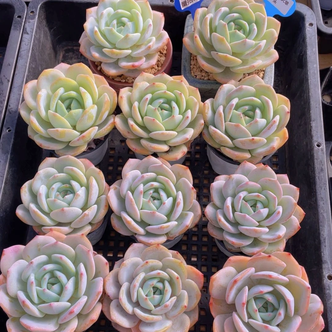 量拍98号 宽叶凤橙多肉大单头一个