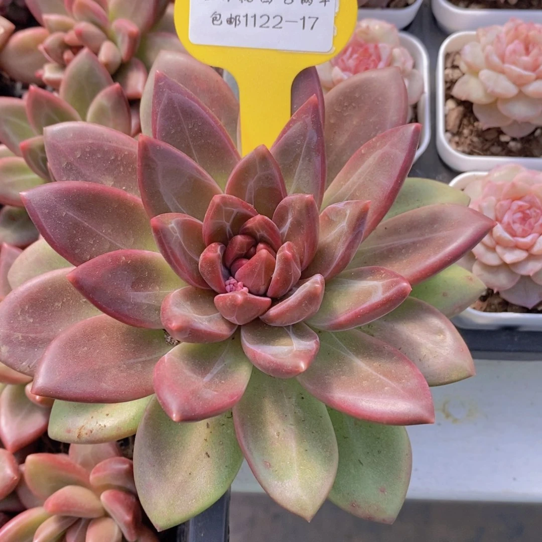 1122-17-精品大母本迷雾泡泡单头一个