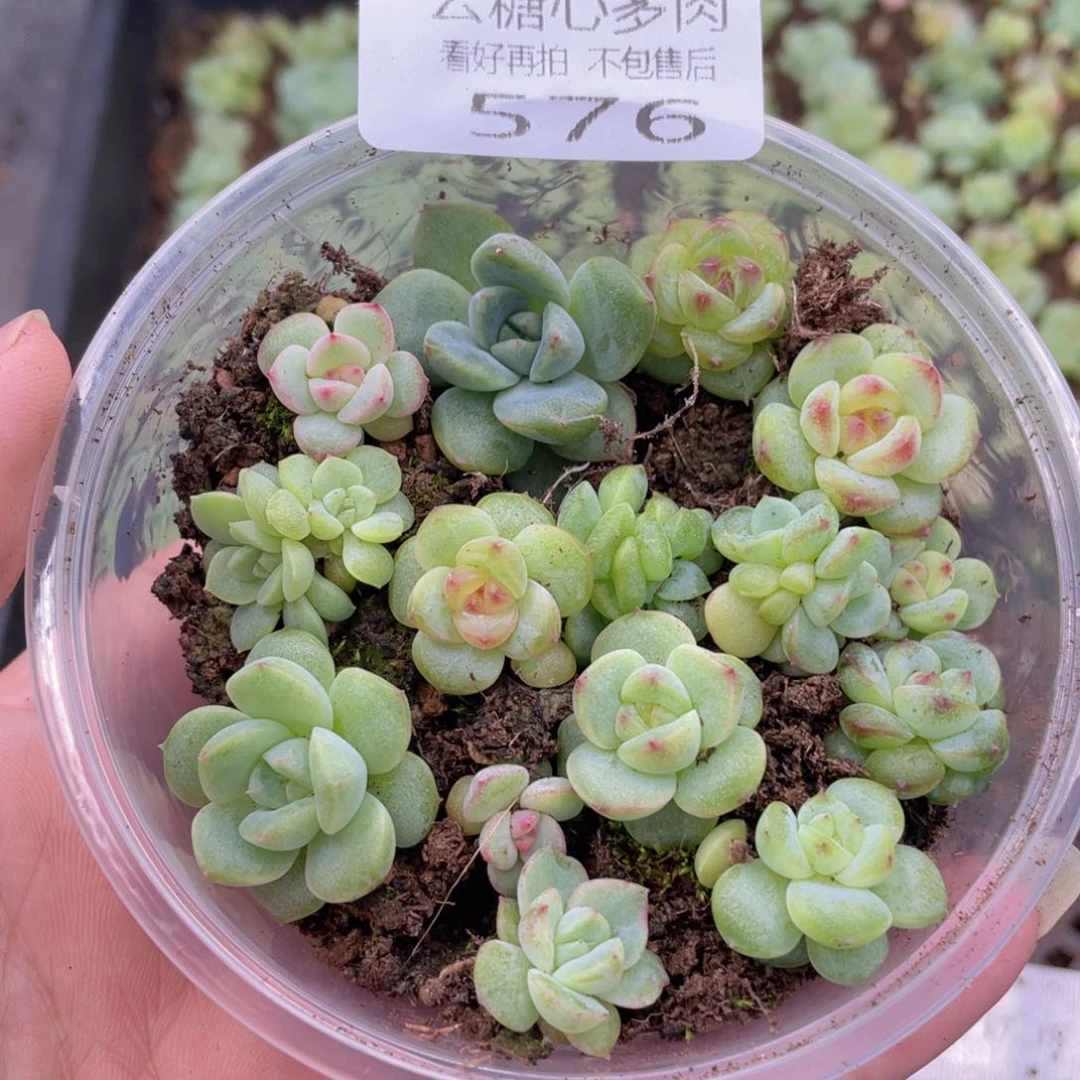云糖心多肉植物576