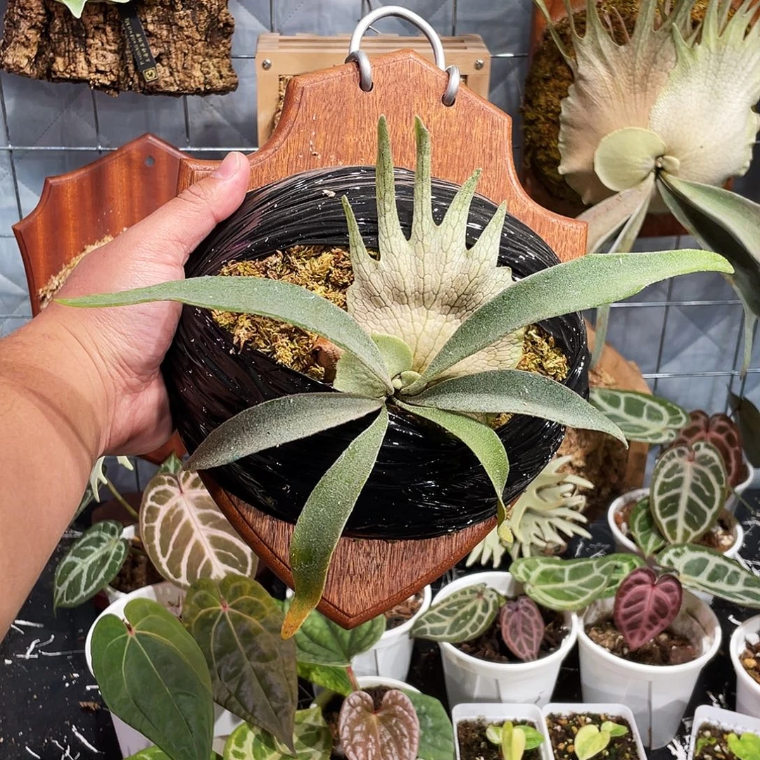 完全开放野银321孢播