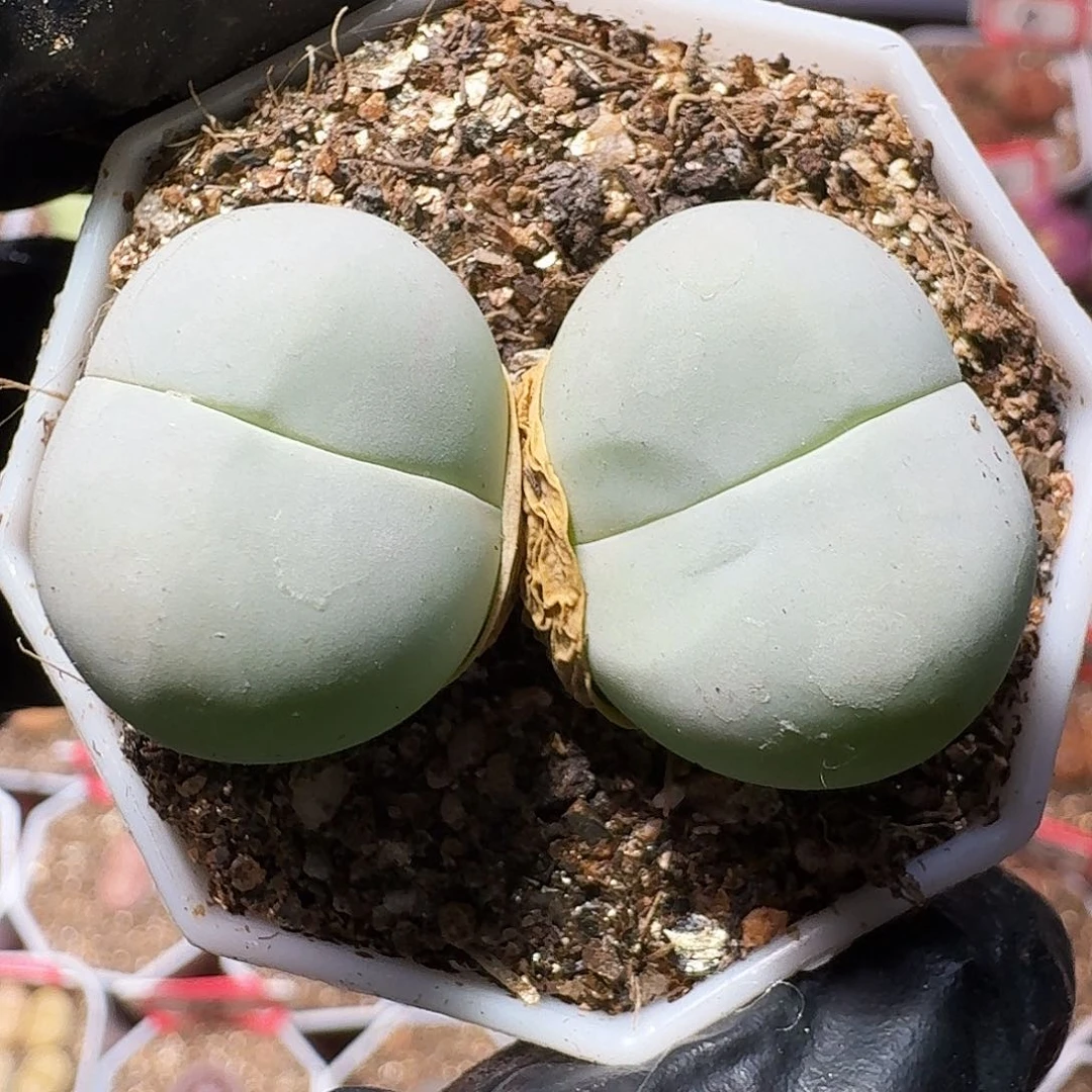 生石花等植物111111111。 222