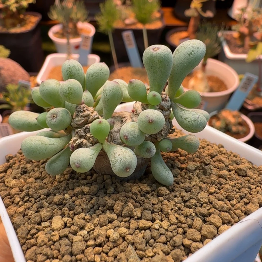 卡拉菲厚墩菊704 仙人球