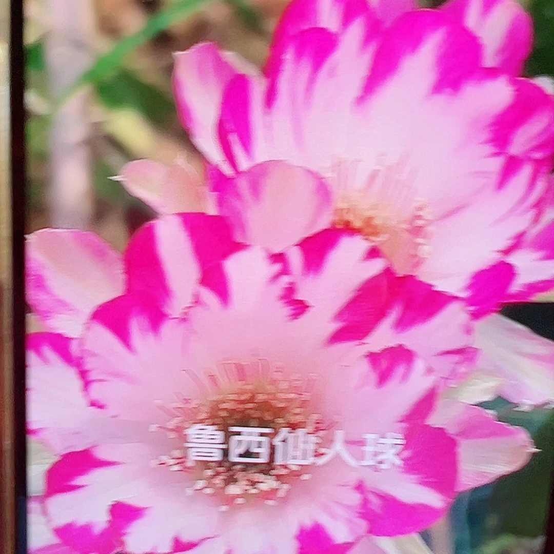 丽花他雪雁t侧芽 满20包邮