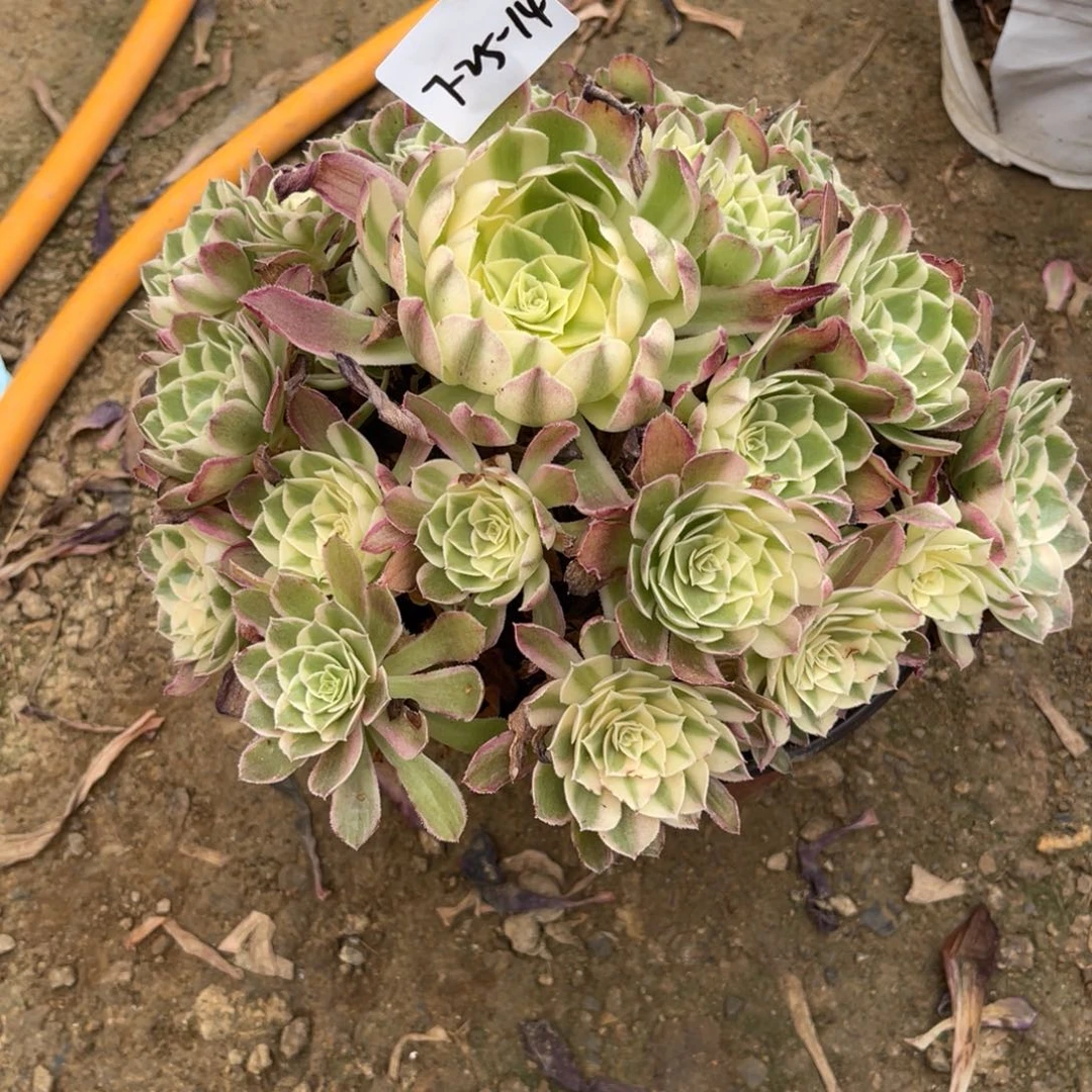 荣***姐7-25-14西施法师锦寄养