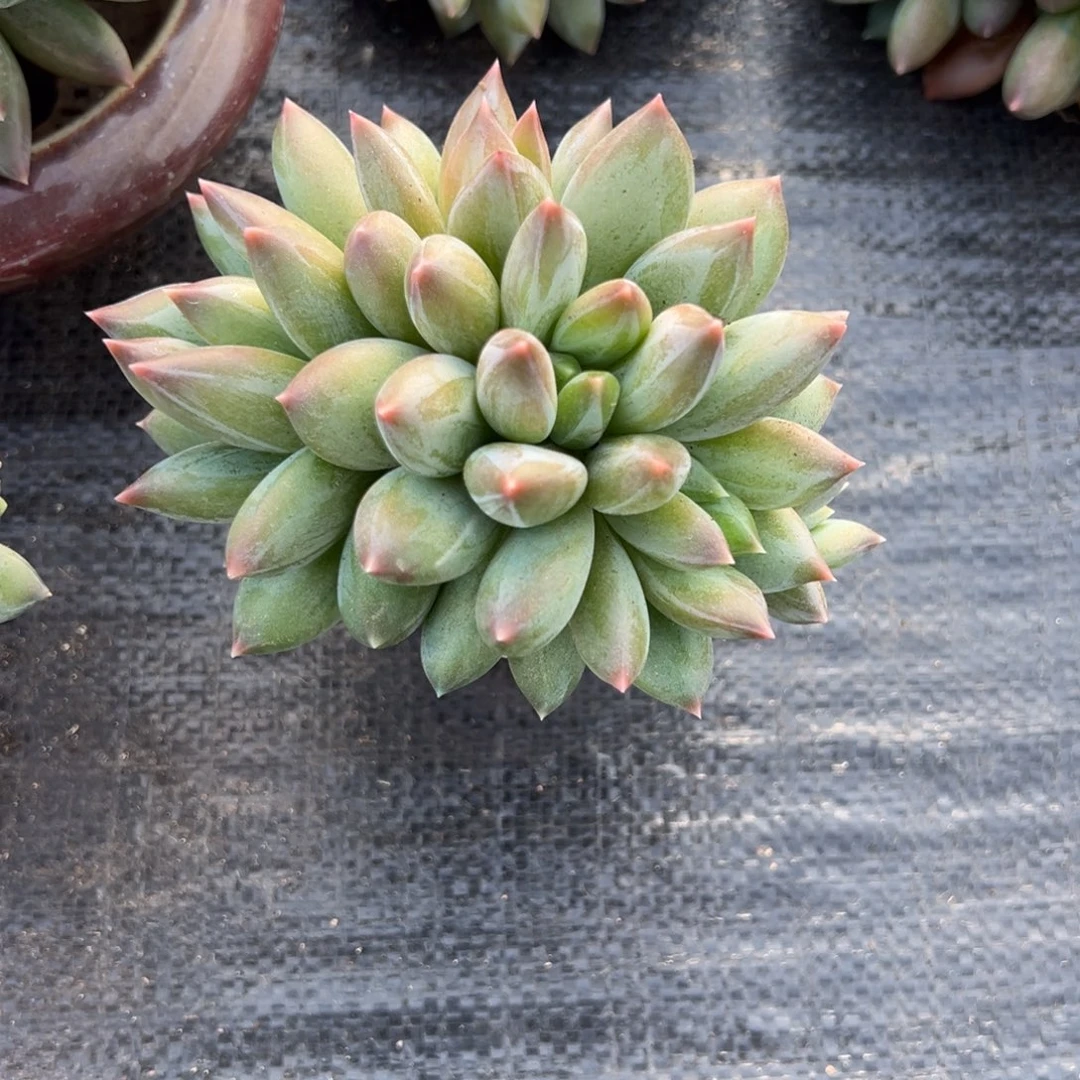 重楼多肉一物一拍