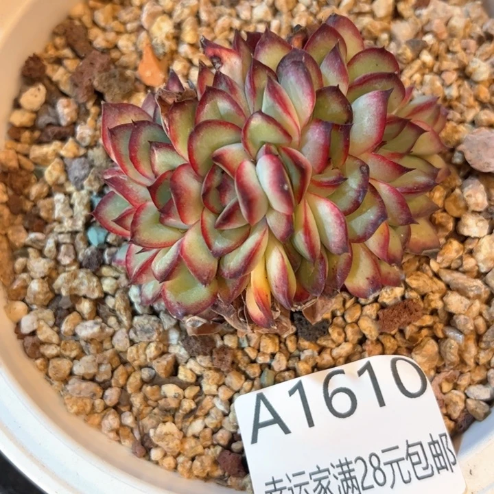 开*幸运的是我的