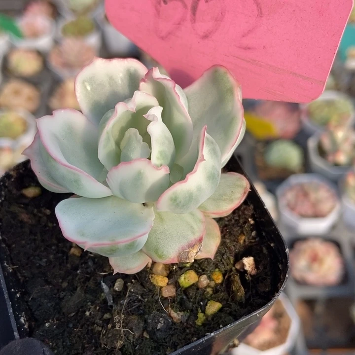 602伯克利锦多肉植物