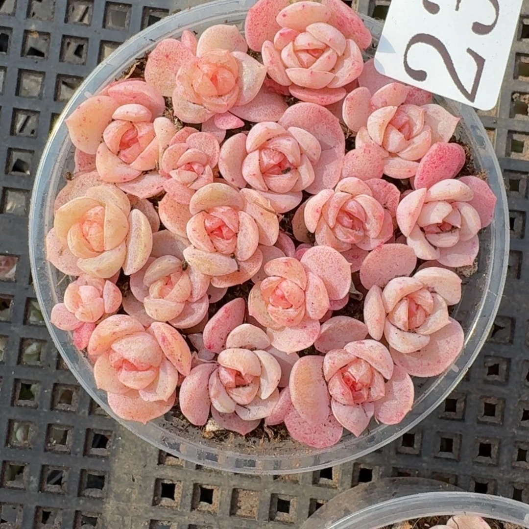 多肉植物多肉植物232