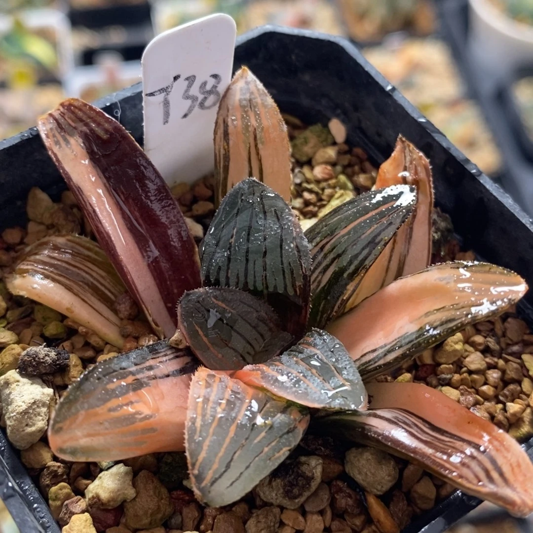 38夜想之深十二卷多肉