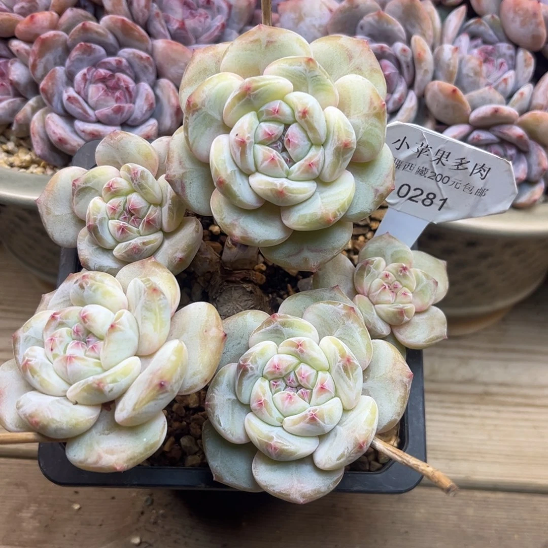 黄底紫心281/15cm5头默认有砍