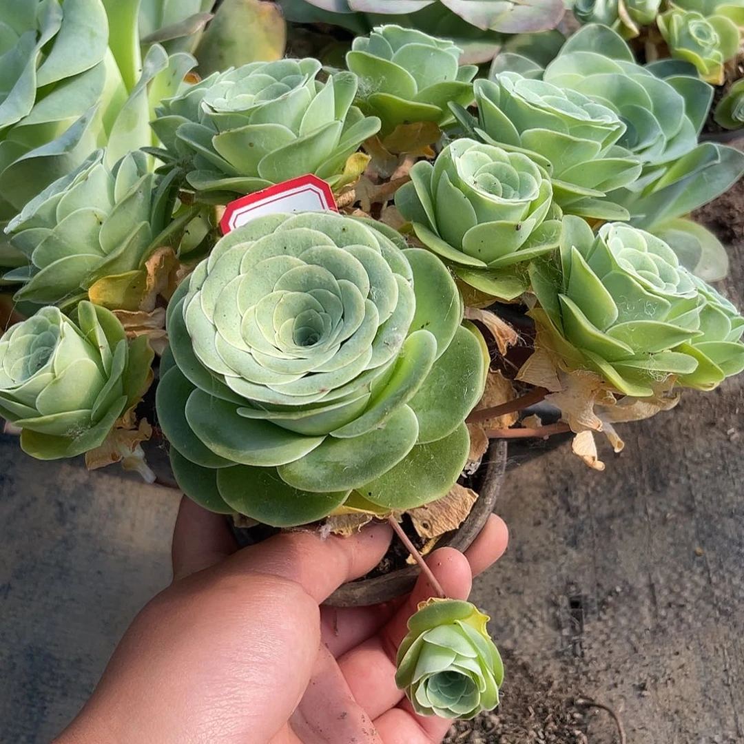 山地玫瑰不售后 351