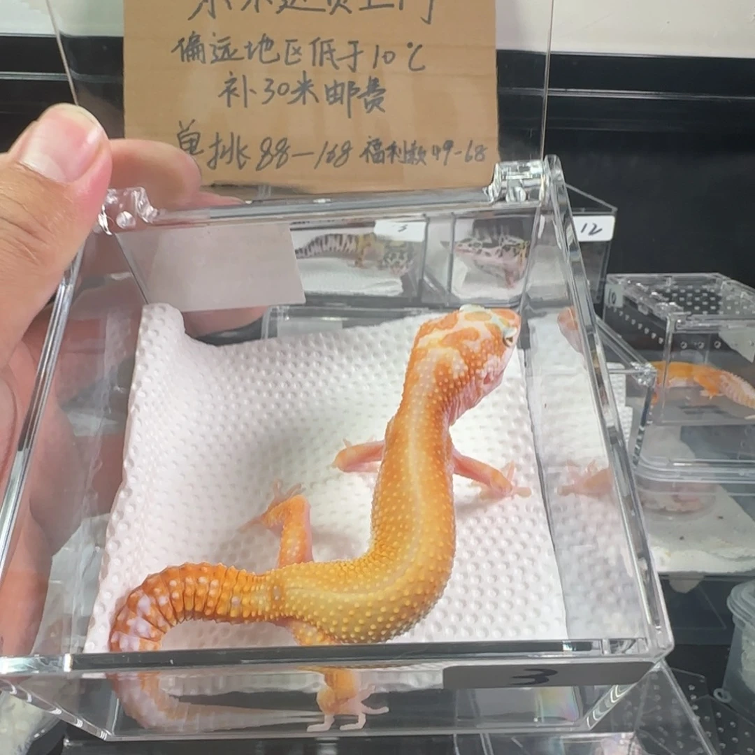 豹纹守宫暴龙妹妹