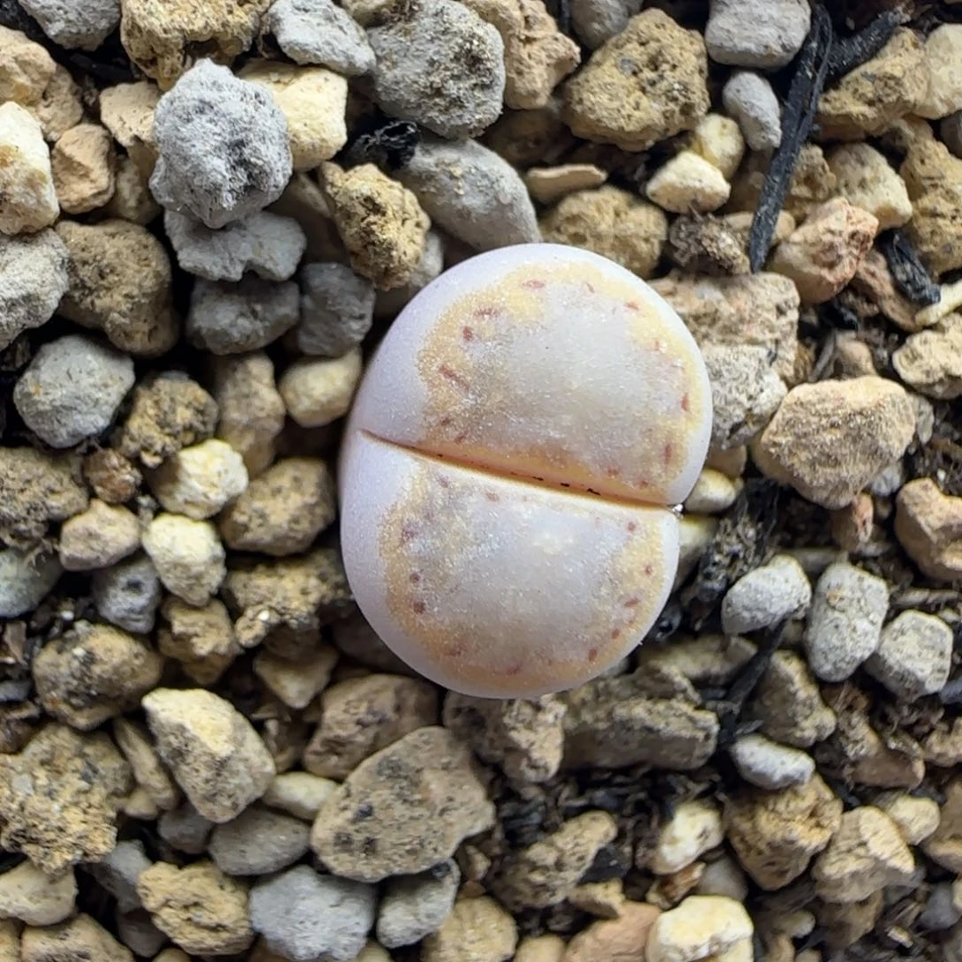 13金边饼干清框福利30包邮