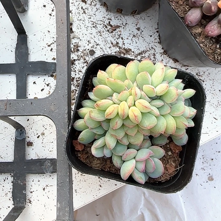 青蛙王子儿童牙膏111