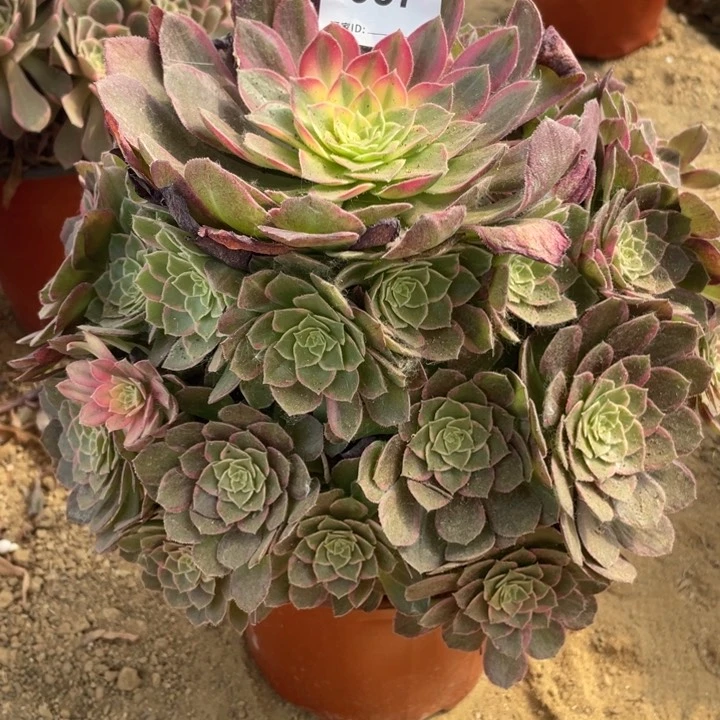 357多肉植物万花筒