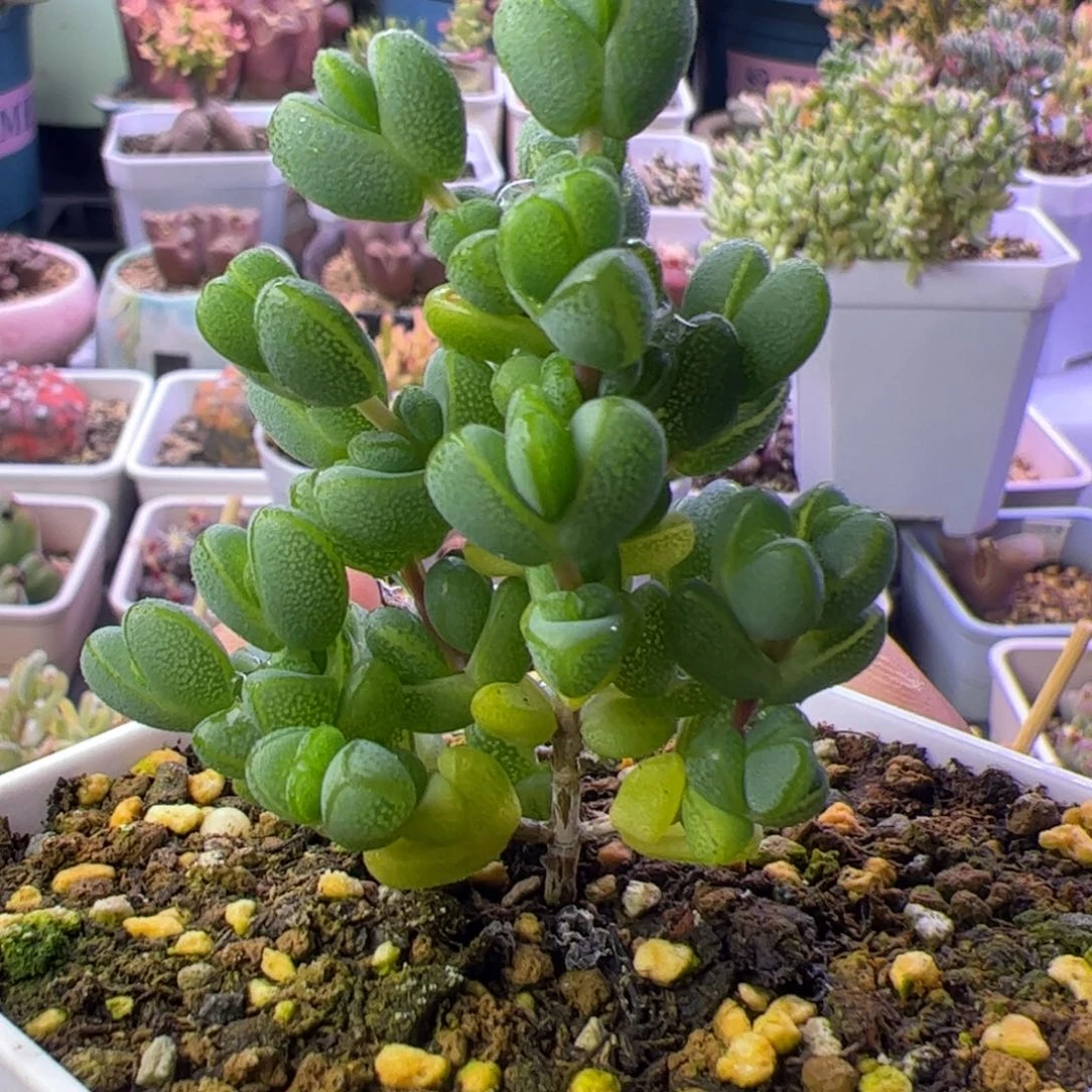 多肉植物枝干元宝