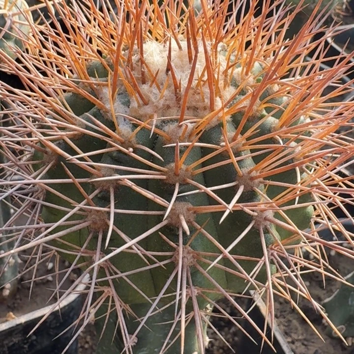 龙鳞丸66666666666