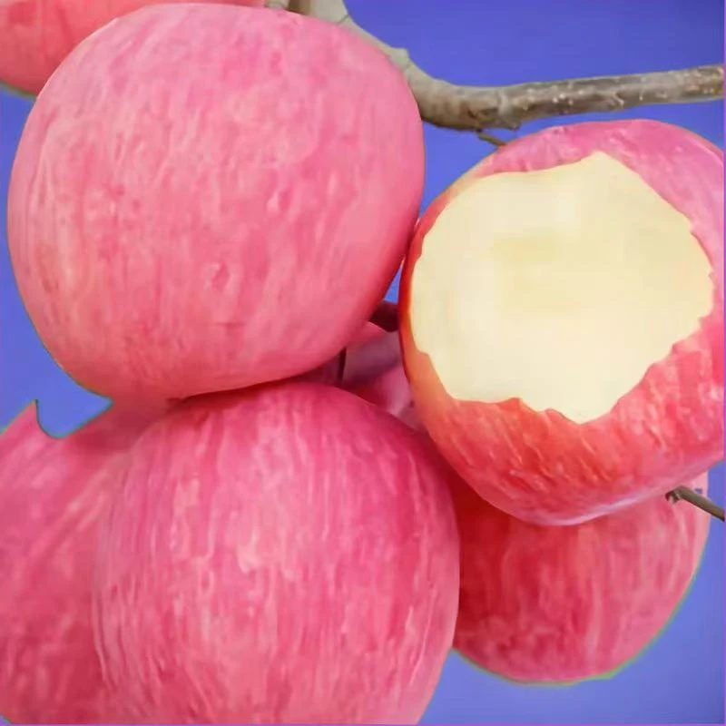 山东烟台2025新鲜采摘红富士苹果正宗新鲜脆甜多汁当季水果冰糖心