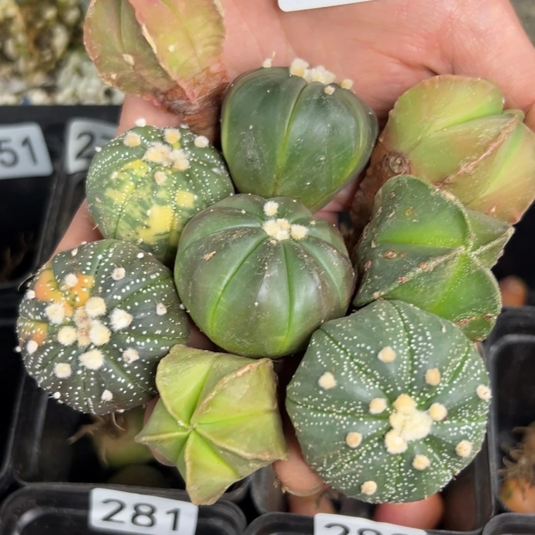 易*香286 实生 仙人球的