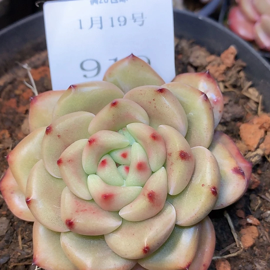 【闪购商品】云919