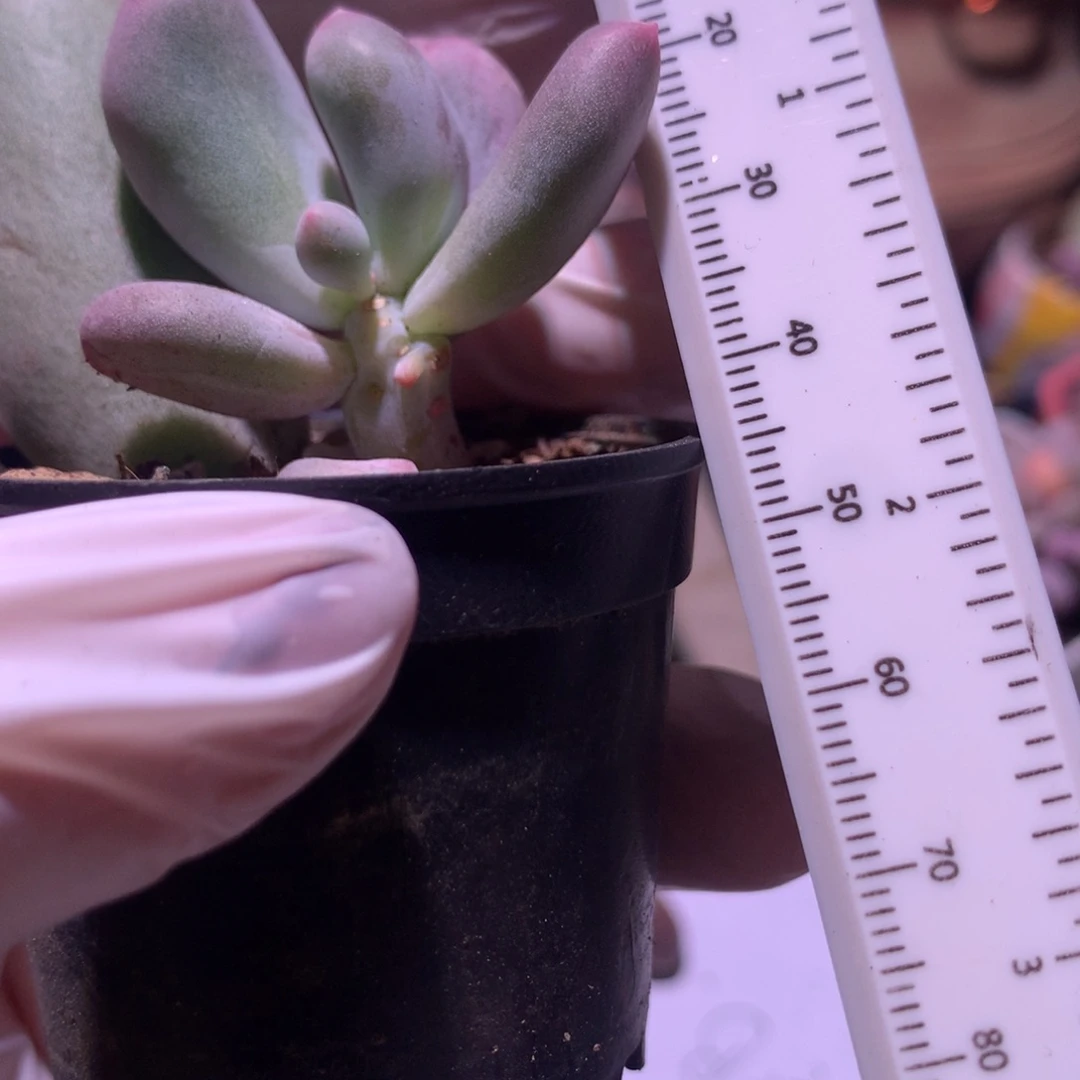 米可奶酪多肉叶插苗米可奶