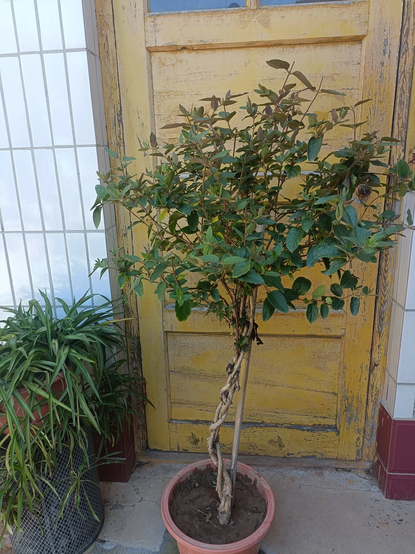 红色五彩金银花，盆栽地栽室内室外皆可，好养好种，香水金银花