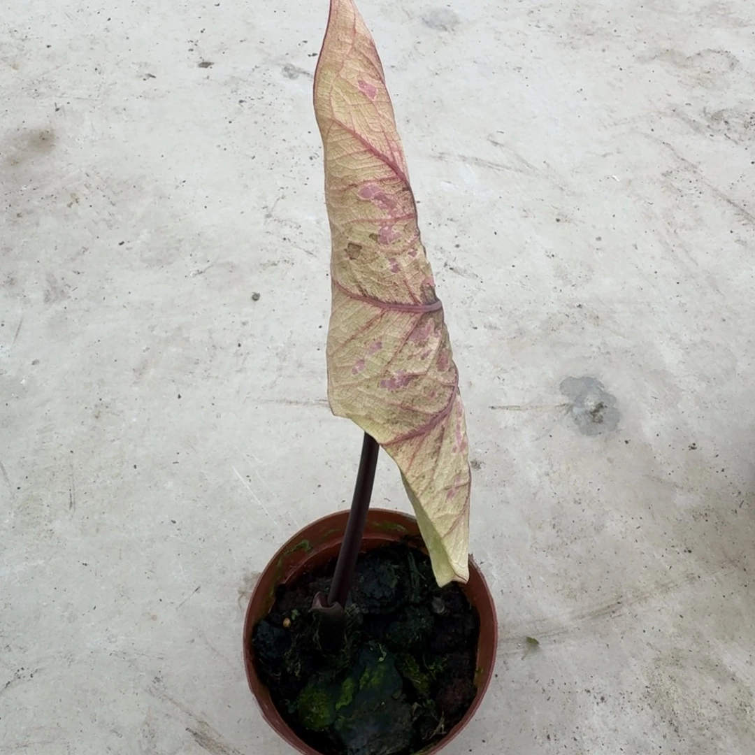 水***菜无花朵丹霞雀斑00604