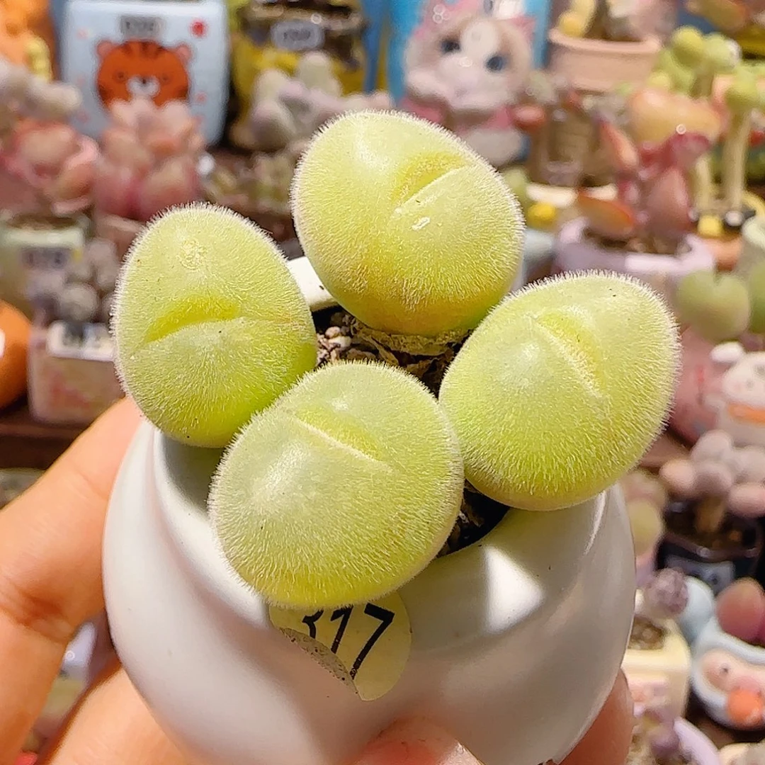 T可爱圆圆毛翠盆口2.5cm