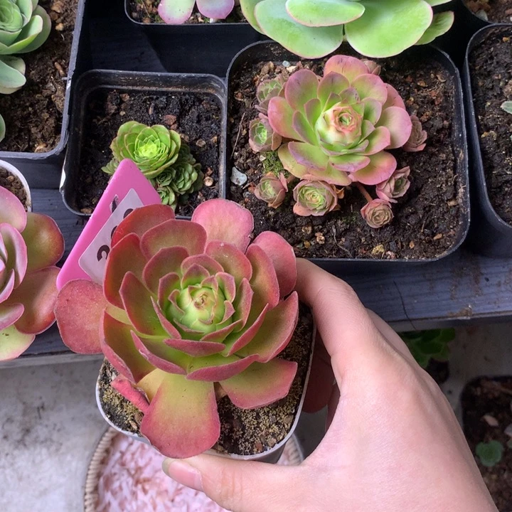 可***乐一物一拍1月2月会员