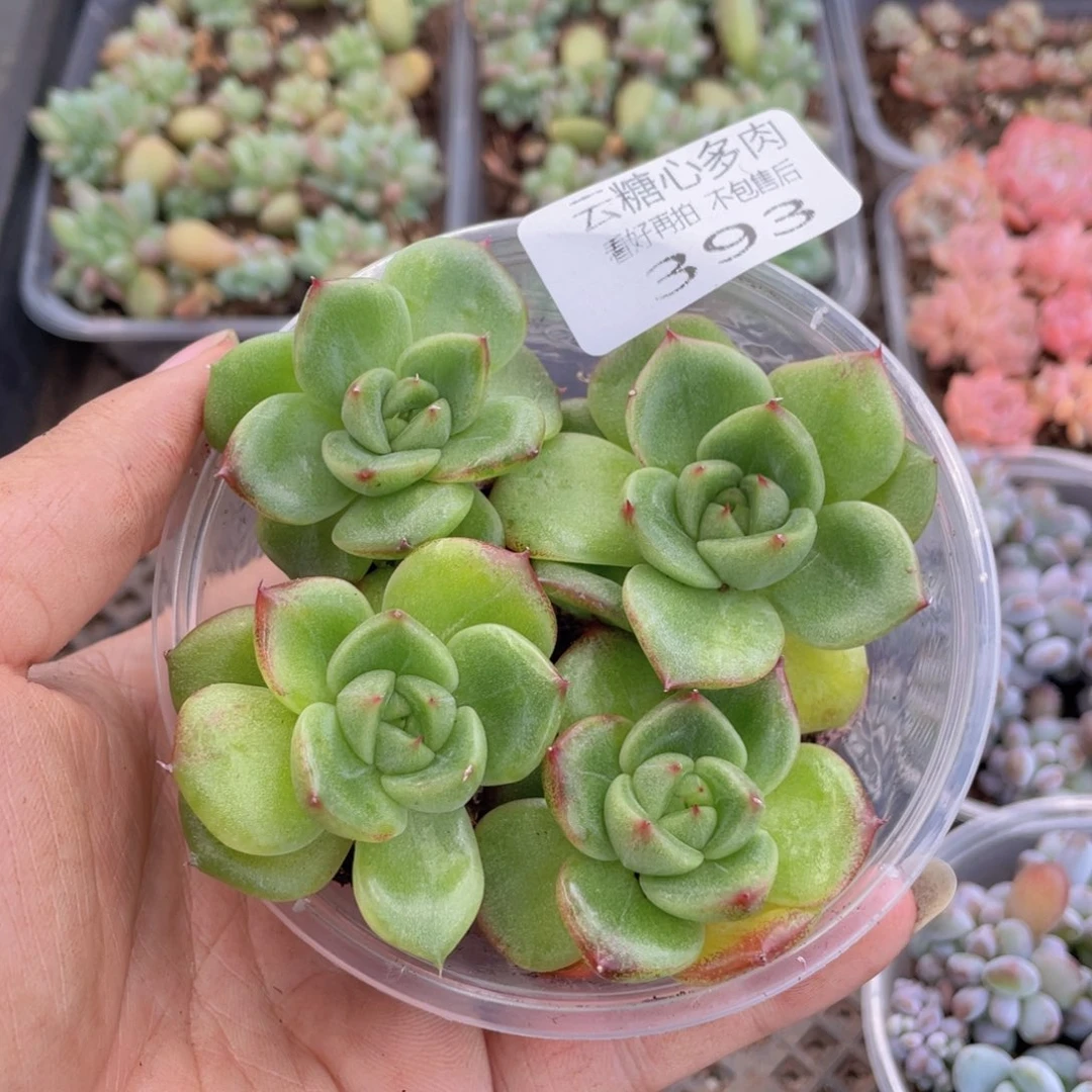 云糖心多肉植物393