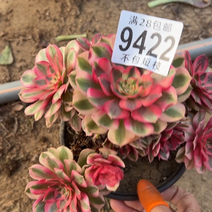 倾城多肉植物法师断枝9422