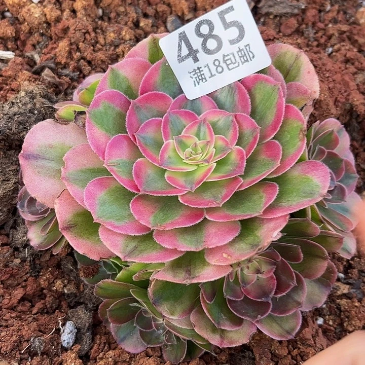 485荔枝朵朵发发发福利无根
