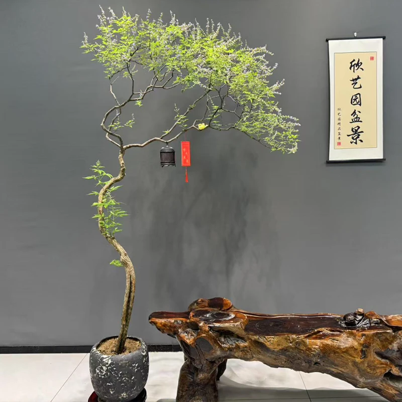 【欣艺园造型盆景】海岛黄荆造型飘逸自带意境茶室办公室直播间挑选