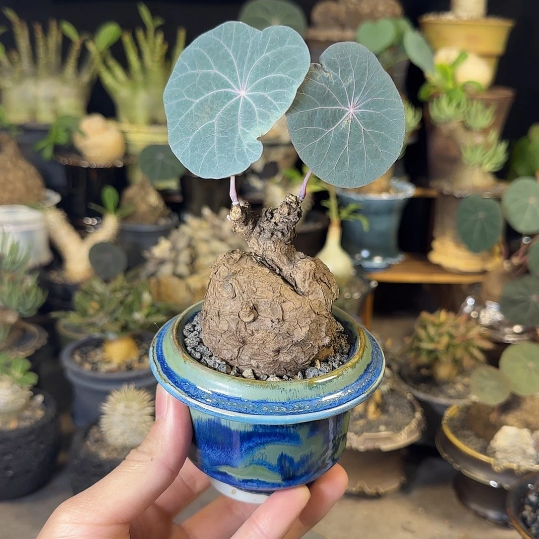 一物一拍老家一叶龟73