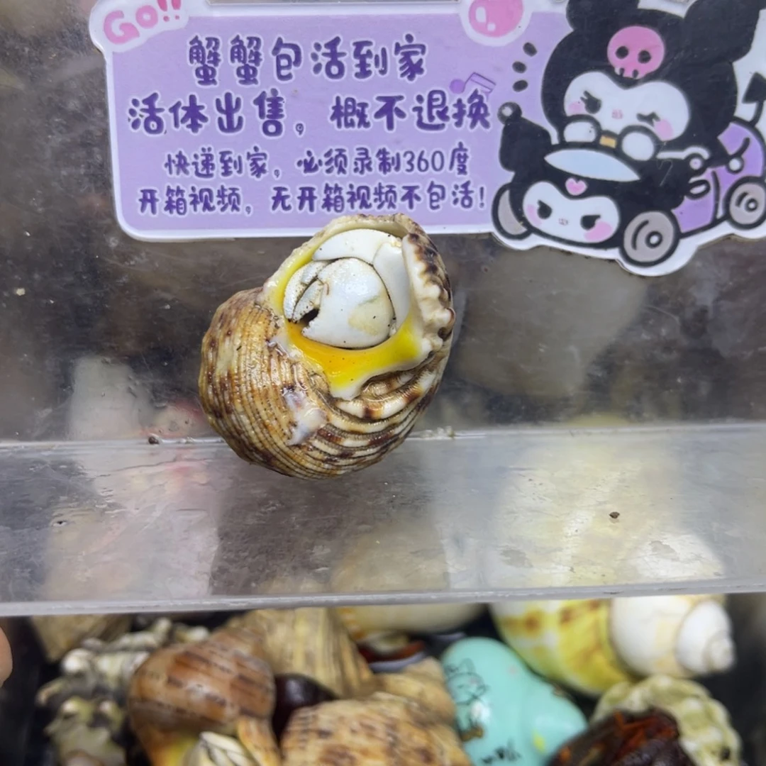 西沙灰白寄居蟹包活到家