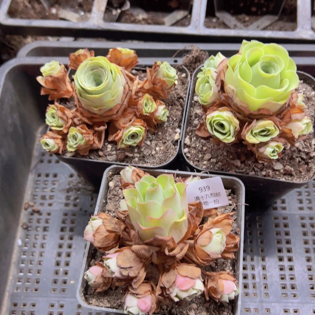 柠***酸939 侧牙掉了不包损无售后