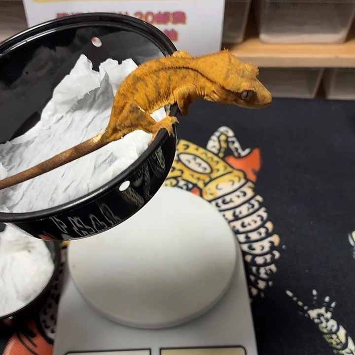 睫角守宫睫角守宫可爱入门